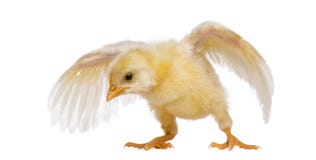 Chick flapping its wings (8 days old) Royalty Free Stock Photos Chick flapping its wings (8 days old) Royalty Free Stock Photos