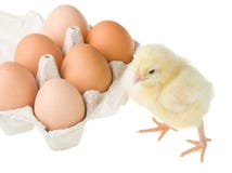 Chick Standing Near Container With Eggs Royalty Free Stock Photo