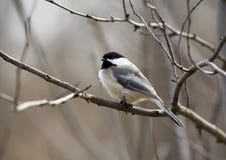 chickadee fotografering för bildbyråer chickadee fotografering för bildbyråer