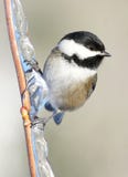 Chickadee Nero-ricoperto nell'inverno appollaiato su un ramo ghiacciato Fotografie Stock Chickadee Nero-ricoperto nell'inverno appollaiato su un ramo ghiacciato Fotografie Stock