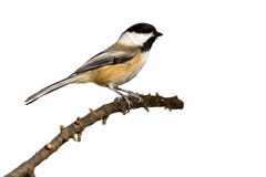 chickadee Preto-tampado empoleirado em uma filial fotografia de stock royalty free chickadee Preto-tampado empoleirado em uma filial fotografia de stock royalty free