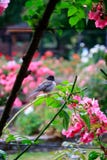 chickadee in rose garden stock photos chickadee in rose garden stock photos