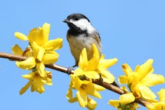 chickadeen blommar yellow royaltyfria foton chickadeen blommar yellow royaltyfria foton