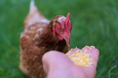 Chicken And Feed Royalty Free Stock Images