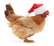 Chicken in Christmas hat. Royalty Free Stock Photo Chicken in Christmas hat. Royalty Free Stock Photo
