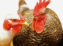 Chicken Coop Royalty Free Stock Photo