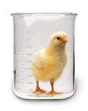 Chicken Food Technology Hormone