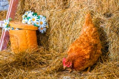Chicken in hay, agriculture and poultry stock photo Chicken in hay, agriculture and poultry stock photo