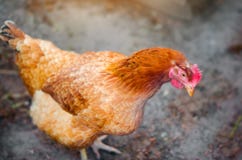 Chicken in a hen-house close-up, poultry, farming, chicken eggs royalty free stock photos Chicken in a hen-house close-up, poultry, farming, chicken eggs royalty free stock photos