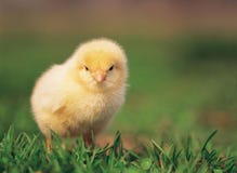 Chicken On Grass Royalty Free Stock Image