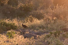 A chicken wanders freely amidst backlit shrubs in rural Botswana stock photos A chicken wanders freely amidst backlit shrubs in rural Botswana stock photos