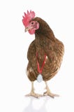 Chicken Winner. Stock Images
