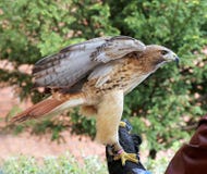 Chickenhawk americano appollaiato sulla mano gloved fotografie stock Chickenhawk americano appollaiato sulla mano gloved fotografie stock