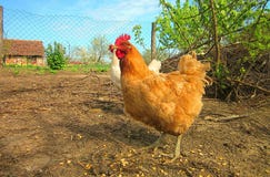 Chickens royalty free stock images Chickens royalty free stock images