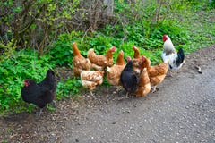 Chickens on the road near green grass stock photography Chickens on the road near green grass stock photography