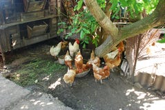 Chickens in the yard at the village house, countryside stock images Chickens in the yard at the village house, countryside stock images