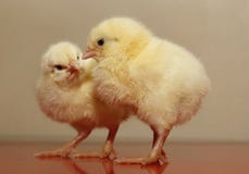 Chicks Stock Photo