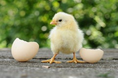 Chicks And Egg Shells Stock Image