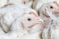 Chicks Of White Broiler Chicken Royalty Free Stock Photography
