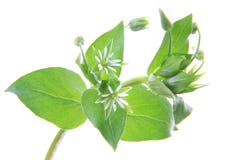Chickweed (средства массовой информации Stellaria) стоковая фотография Chickweed (средства массовой информации Stellaria) стоковая фотография