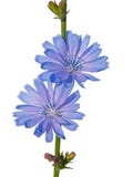 Chicory Royalty Free Stock Photography