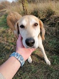 Chien photographie stock Chien photographie stock