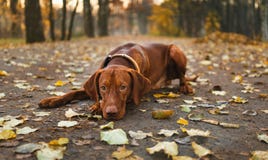 Chien actif de Vizsla de Hongrois fonctionnant dehors en parc d'automne image stock Chien actif de Vizsla de Hongrois fonctionnant dehors en parc d'automne image stock