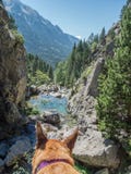 chien contemplant le paysage merveilleux image libre de droits chien contemplant le paysage merveilleux image libre de droits