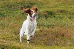 Chien d'arme à feu rouge et blanc fonctionnant contre l'herbe verte de fond image libre de droits Chien d'arme à feu rouge et blanc fonctionnant contre l'herbe verte de fond image libre de droits