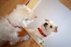 Chien dans le miroir images stock Chien dans le miroir images stock