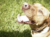 Chien de chasse hongrois photographie stock libre de droits Chien de chasse hongrois photographie stock libre de droits