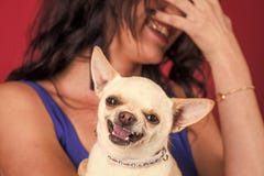 Chien de chiwawa souriant dans des mains femelles photographie stock Chien de chiwawa souriant dans des mains femelles photographie stock