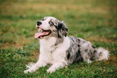 Chien de Collie Or Scottish Sheepdog Adult de frontière se reposant en le GR vert photographie stock libre de droits Chien de Collie Or Scottish Sheepdog Adult de frontière se reposant en le GR vert photographie stock libre de droits