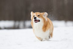 Chien de corgi de Gallois en hiver Photo libre de droits Chien de corgi de Gallois en hiver Photo libre de droits