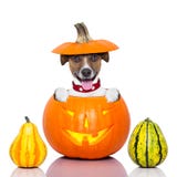 Chien de Halloween photos stock Chien de Halloween photos stock