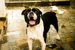 Chien de Hapi en parc photo stock Chien de Hapi en parc photo stock