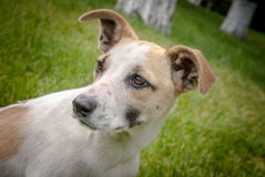 Chien de Homeles avec le visage adorable, chiot mignon, inquiétude dans les yeux images stock Chien de Homeles avec le visage adorable, chiot mignon, inquiétude dans les yeux images stock