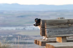 Chien de la race de Jack Russell, vers le haut de sur un banc image stock Chien de la race de Jack Russell, vers le haut de sur un banc image stock