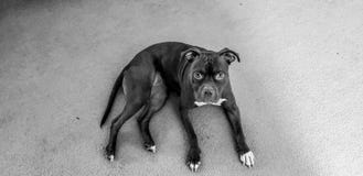 Chien de Pitbull photographie stock Chien de Pitbull photographie stock