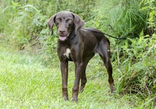 Chien de race mélangé par indicateur brun chocolat de Weimaraner photo stock Chien de race mélangé par indicateur brun chocolat de Weimaraner photo stock