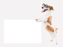 Chien de sourire en verre photo stock Chien de sourire en verre photo stock
