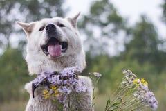 Chien de sourire heureux aimable d'inu d'akita de Japonais avec coller la langue dans la forêt en été parmi des wildflowers sur u photos libres de droits Chien de sourire heureux aimable d'inu d'akita de Japonais avec coller la langue dans la forêt en été parmi des wildflowers sur u photos libres de droits