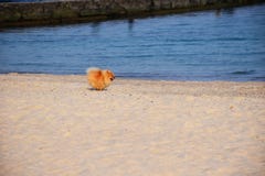 Chien de Spitz de Pomeranian petit photographie stock libre de droits Chien de Spitz de Pomeranian petit photographie stock libre de droits