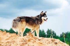 Chien de traîneau de race de chien sur une montagne arénacée contre le ciel bleu photographie stock Chien de traîneau de race de chien sur une montagne arénacée contre le ciel bleu photographie stock