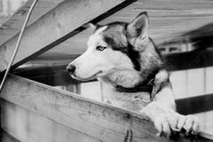 Chien de traîneau sibérien dans la pose élégante photographie stock libre de droits Chien de traîneau sibérien dans la pose élégante photographie stock libre de droits