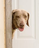 Chien de Weimaraner regardant hors d'une porte photos stock Chien de Weimaraner regardant hors d'une porte photos stock
