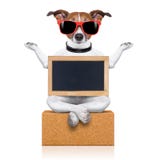Chien de yoga photographie stock libre de droits Chien de yoga photographie stock libre de droits