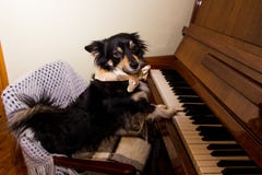 Chien dr?le mignon jouant le piano image libre de droits Chien dr?le mignon jouant le piano image libre de droits