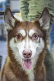 Chien enroué sibérien avec les yeux colorés fous Chien rouge, visage drôle avec la bouche ouverte et langue collant Vue de face photos libres de droits Chien enroué sibérien avec les yeux colorés fous Chien rouge, visage drôle avec la bouche ouverte et langue collant Vue de face photos libres de droits