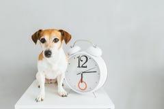 Chien et horloge photos libres de droits Chien et horloge photos libres de droits